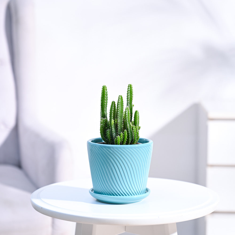 Cactus_Plant__Elongated_NUPL0186STQ_Turquoise