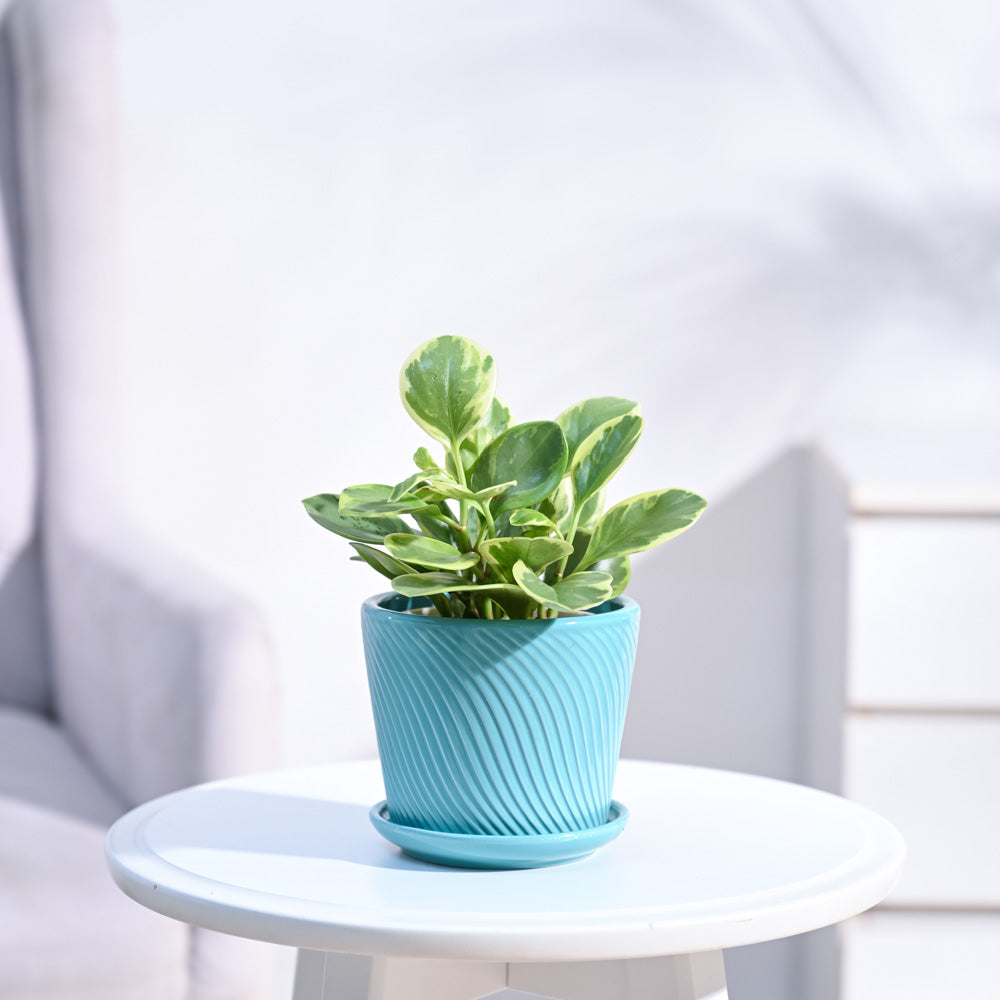 Peperomia_Variegated_Plant_NUPL0057STQ_Turquoise