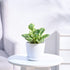 Peperomia_Variegated_Plant_NUPL0057SWT_White