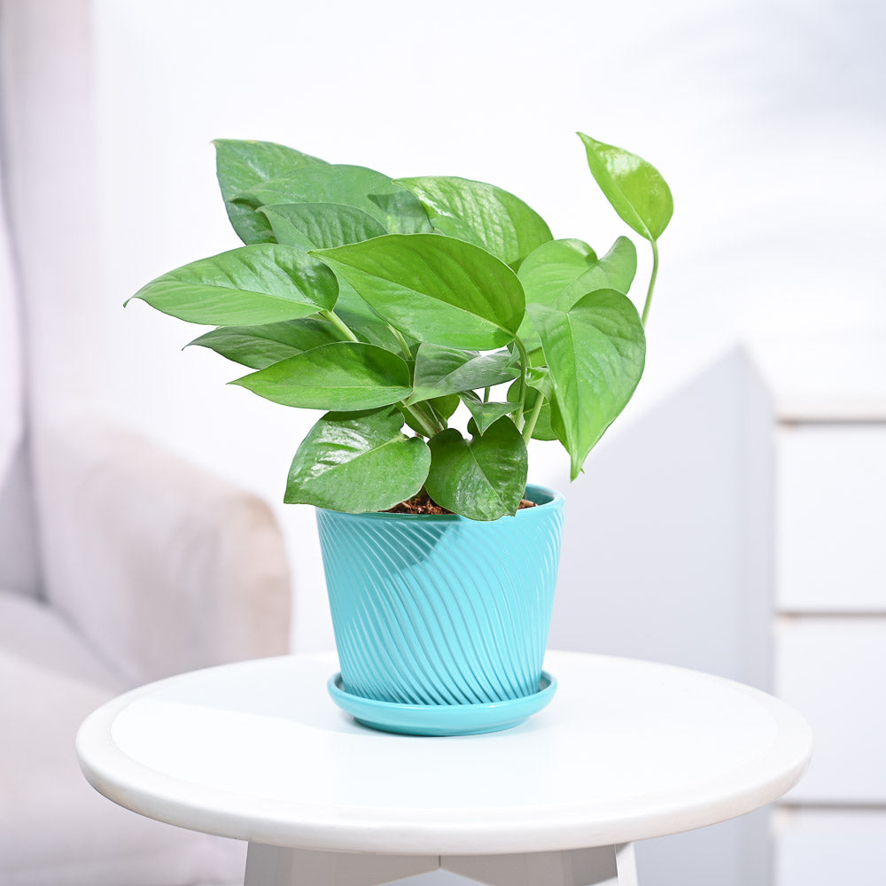 money plants for home_NUPL0017STQ