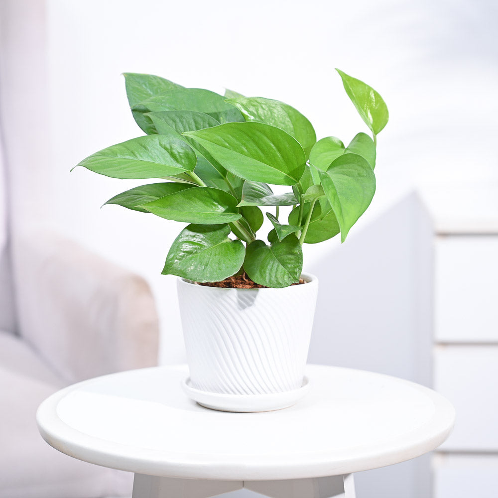 money plants for home_NUPL0017SWT