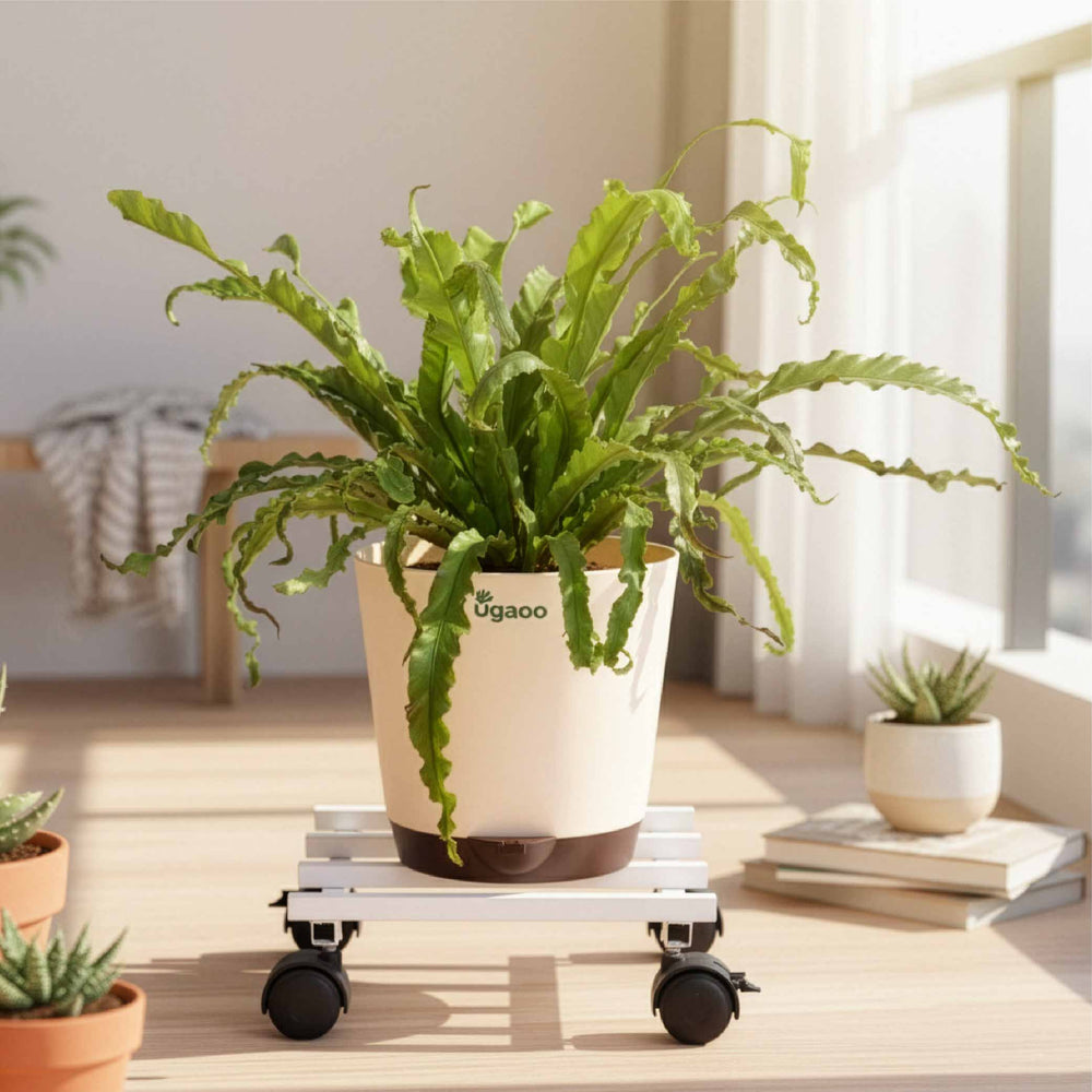 Rolling Plant Stand - White