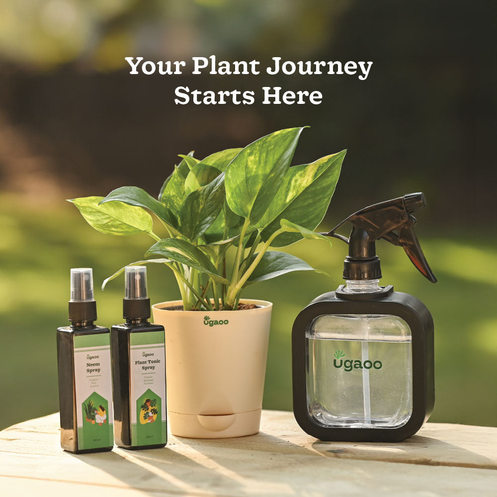 Plant Starter Kit