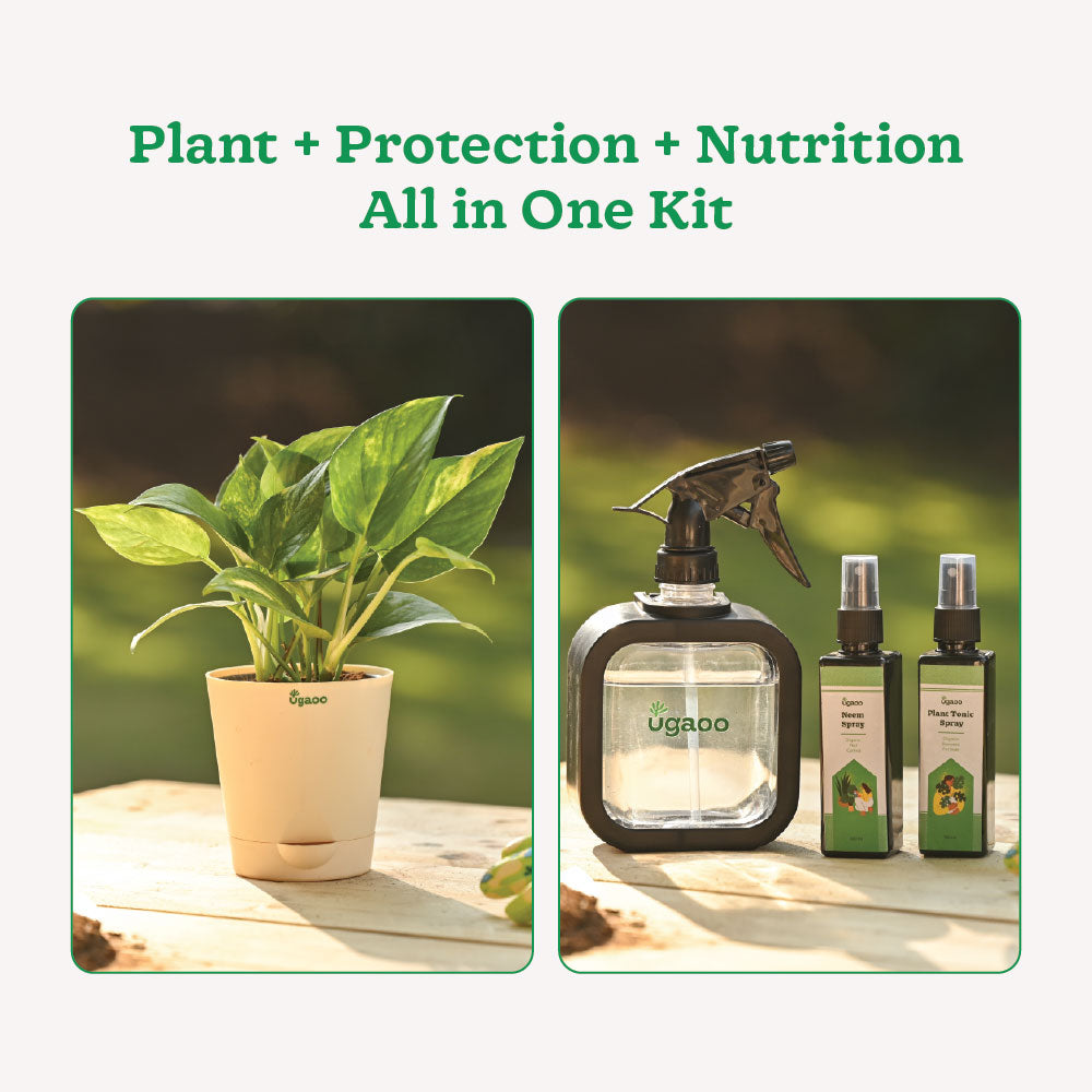 Plant Starter Kit
