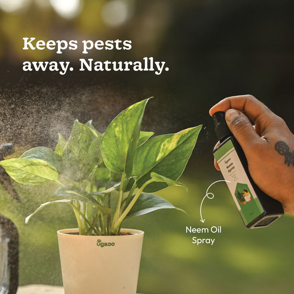 Plant Starter Kit