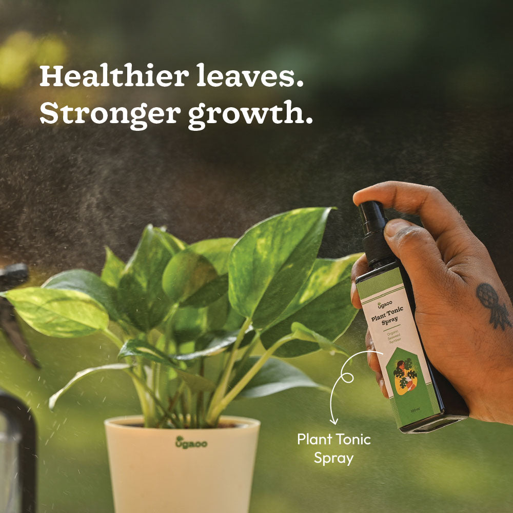 Plant Starter Kit