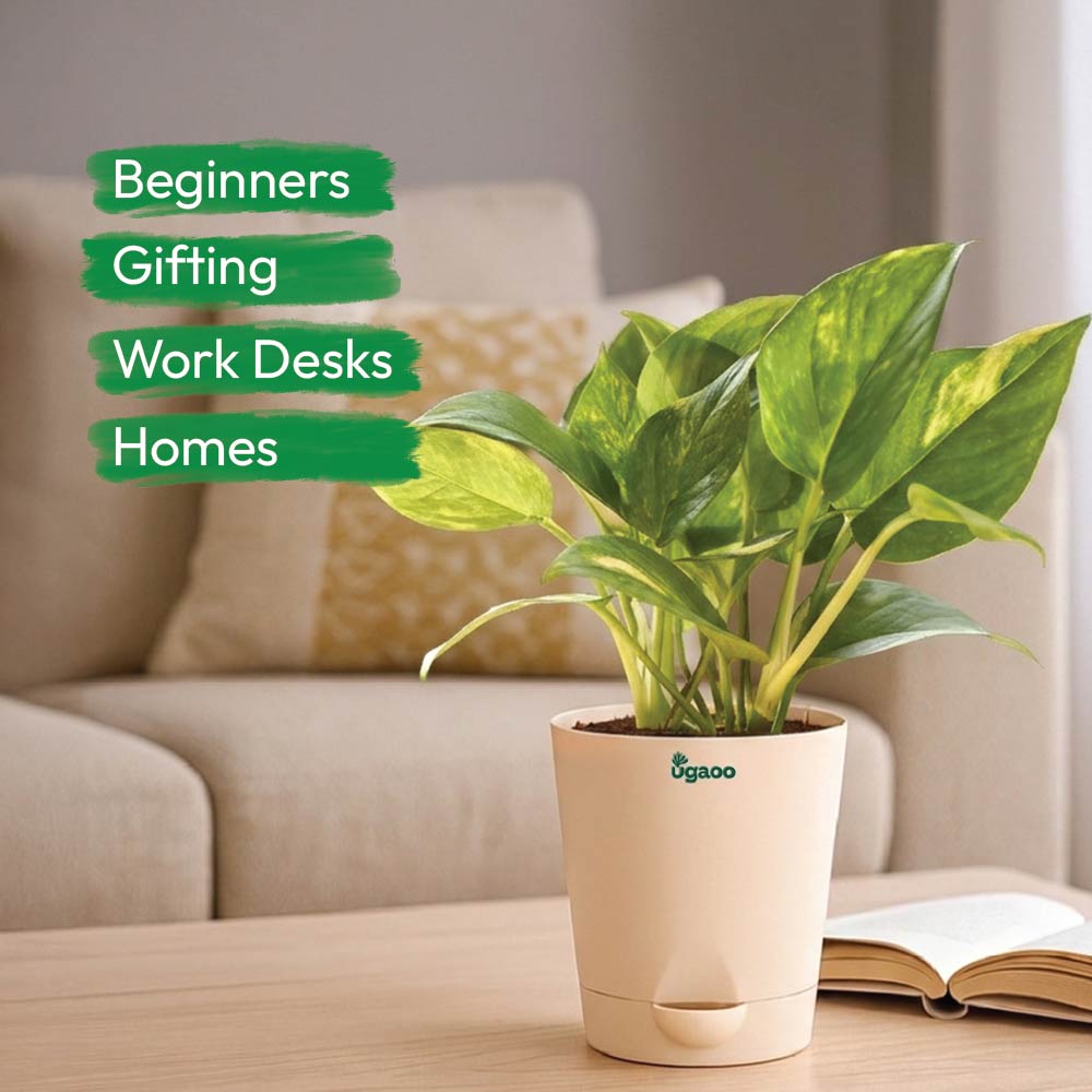 Plant Starter Kit