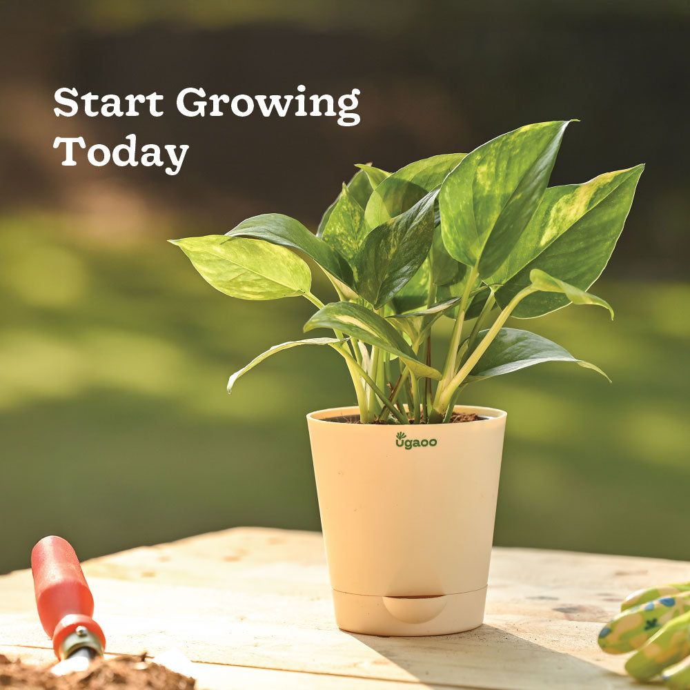 Plant Starter Kit