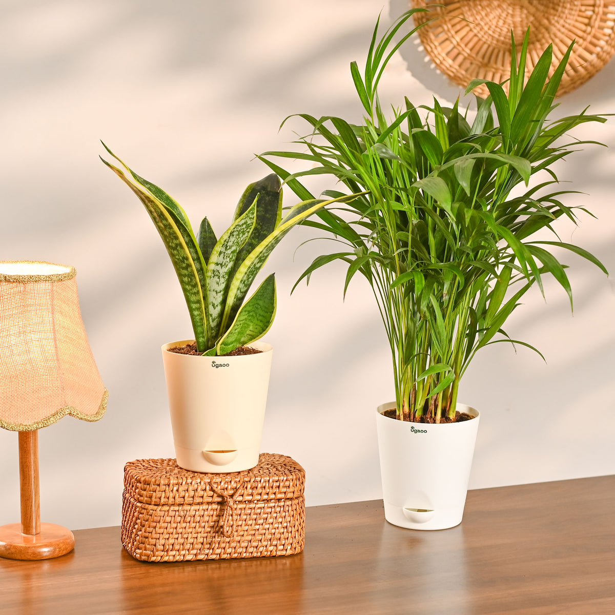 Air Purifying Plant Bundle - Areca Palm, Sansevieria Futura Superba