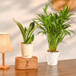 Air Purifying Plant Bundle - Areca Palm, Sansevieria Futura Superba