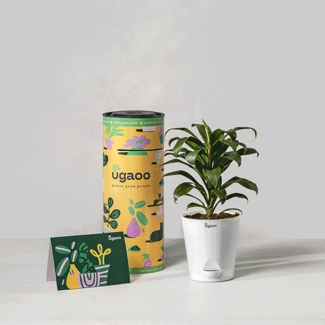 plant subscription