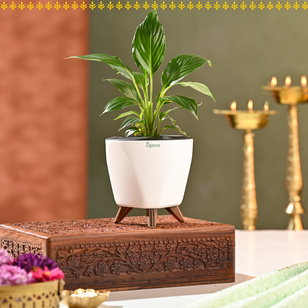 Sunehra Pitara: Anmol