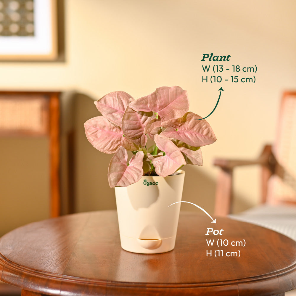 NUPL0035KBN,NUPL0035KWT,NUPL0035KIY