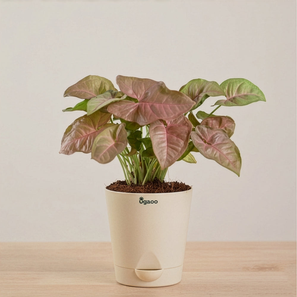 Syngonium Pink Plant | Corporate Branding Edition