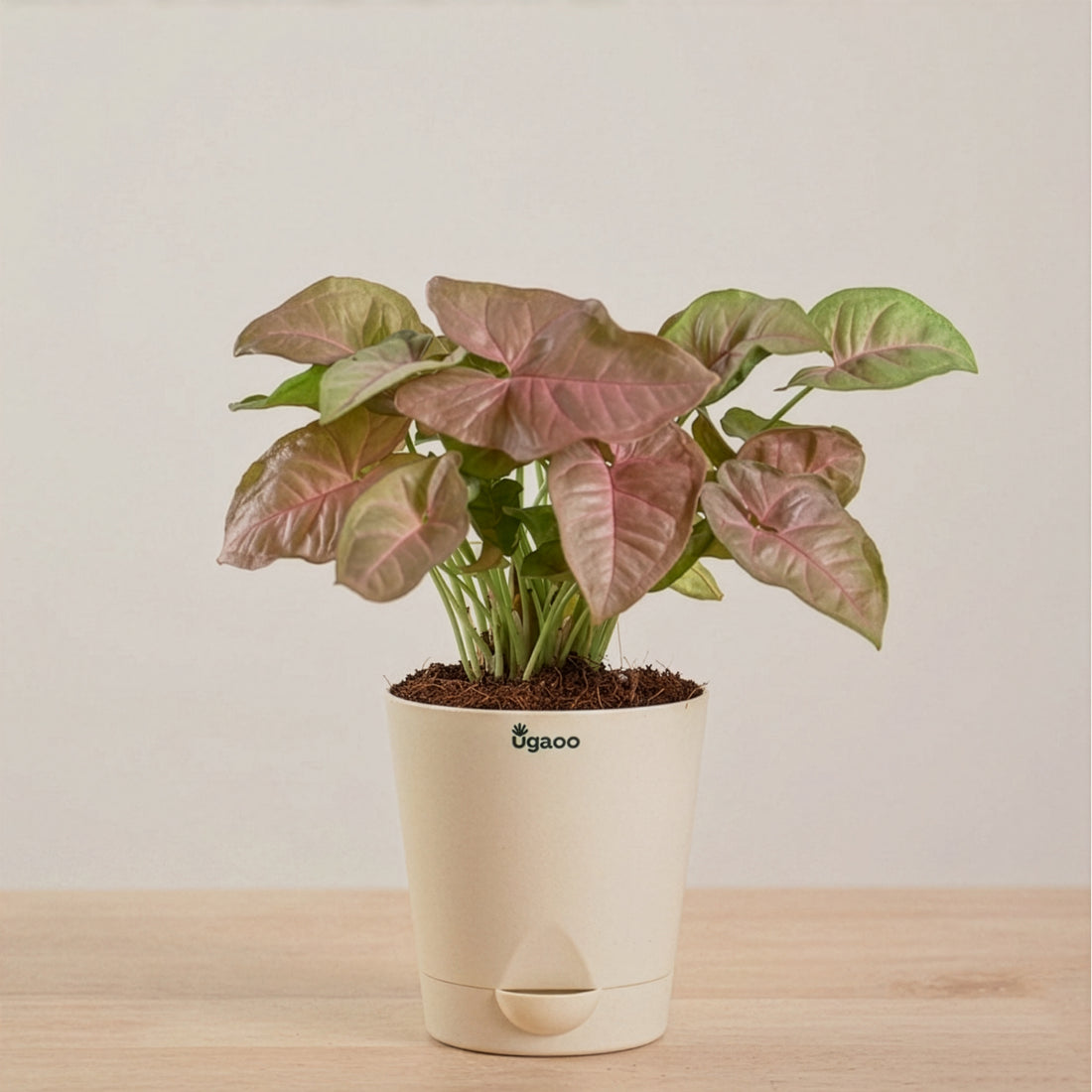 Syngonium Pink Plant | Corporate Branding Edition