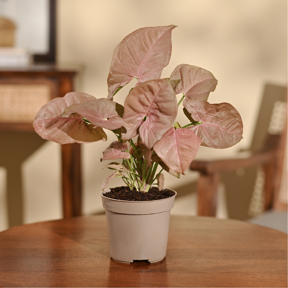 Syngonium Pink Plant