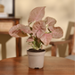 Syngonium Pink Plant