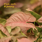 Syngonium Pink Plant
