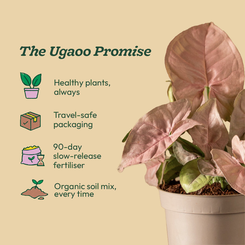 Syngonium Pink Plant