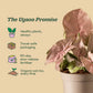 Syngonium Pink Plant
