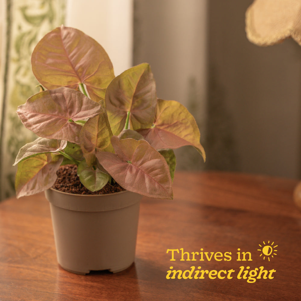 Syngonium Pink Plant
