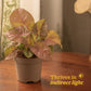 Syngonium Pink Plant