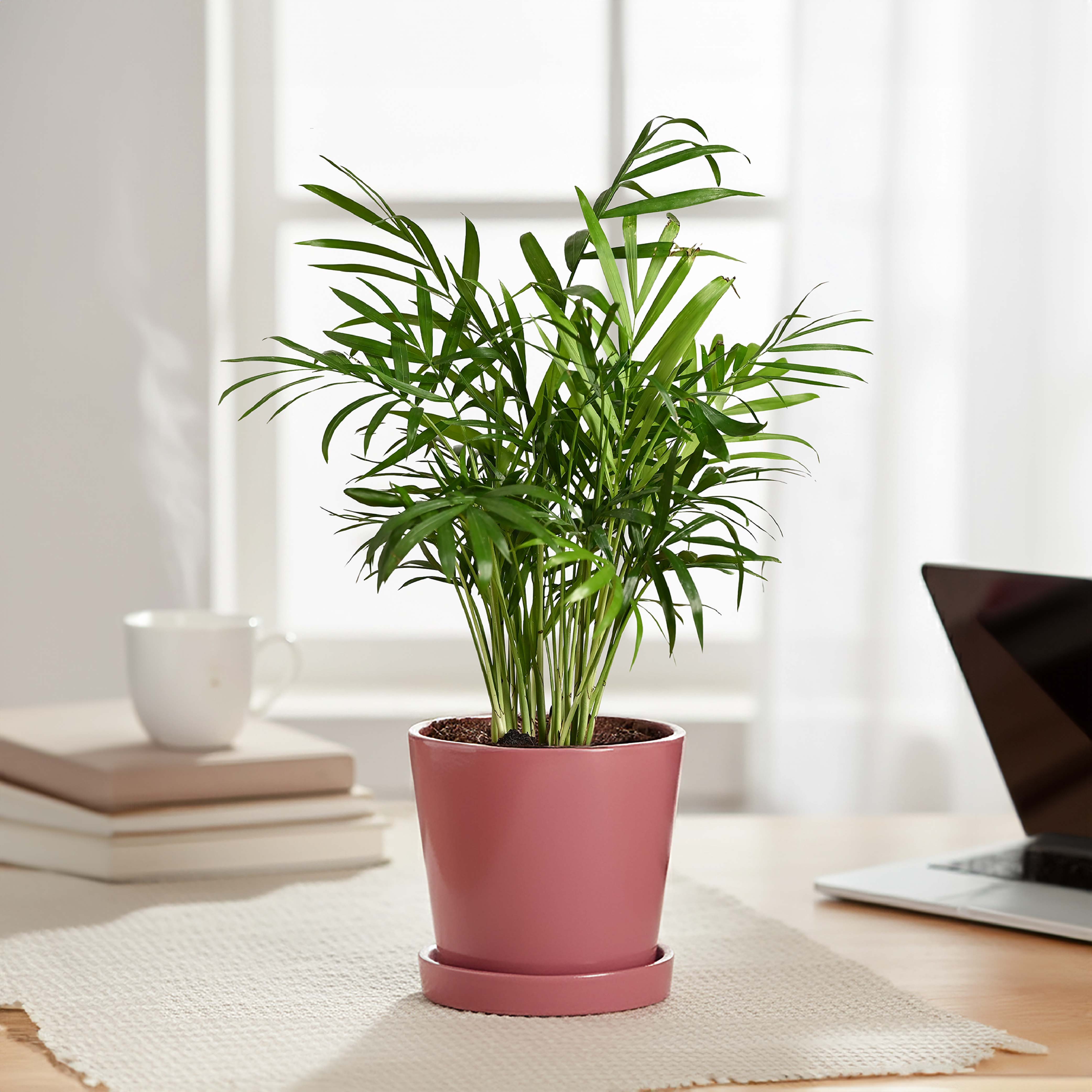 Table Top Ceramic Pot – Ugaoo