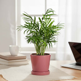 Table Top Ceramic Pot – Ugaoo