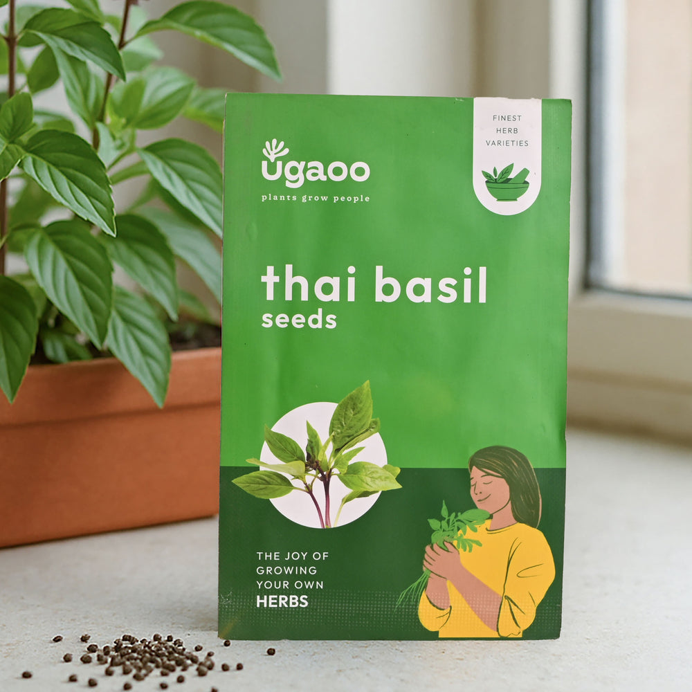 Thai Basil (1000 Seeds)