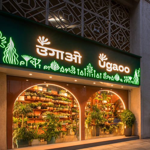 Thane Store