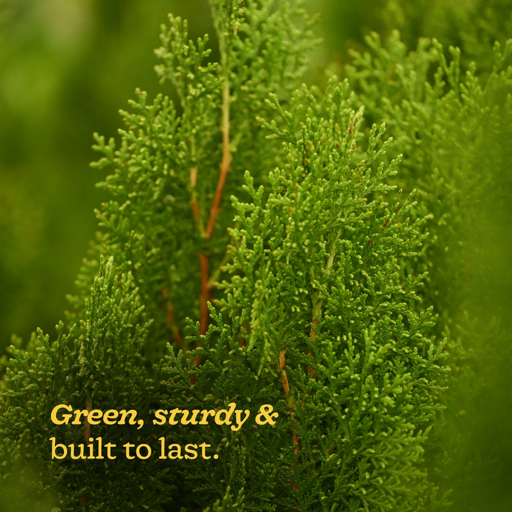 Thuja Plant - XL