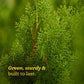 Thuja Plant - XL