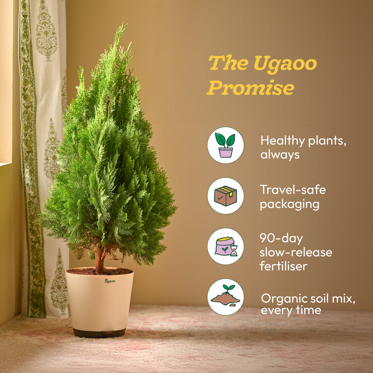 Thuja Plant - XL