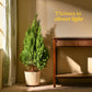 Thuja Plant - XL