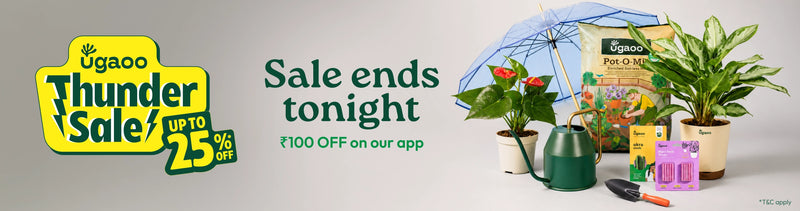 Offer banner