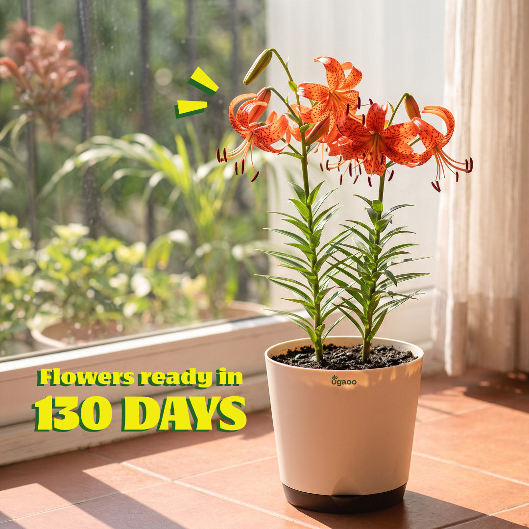 Tiger Lily Bulbs