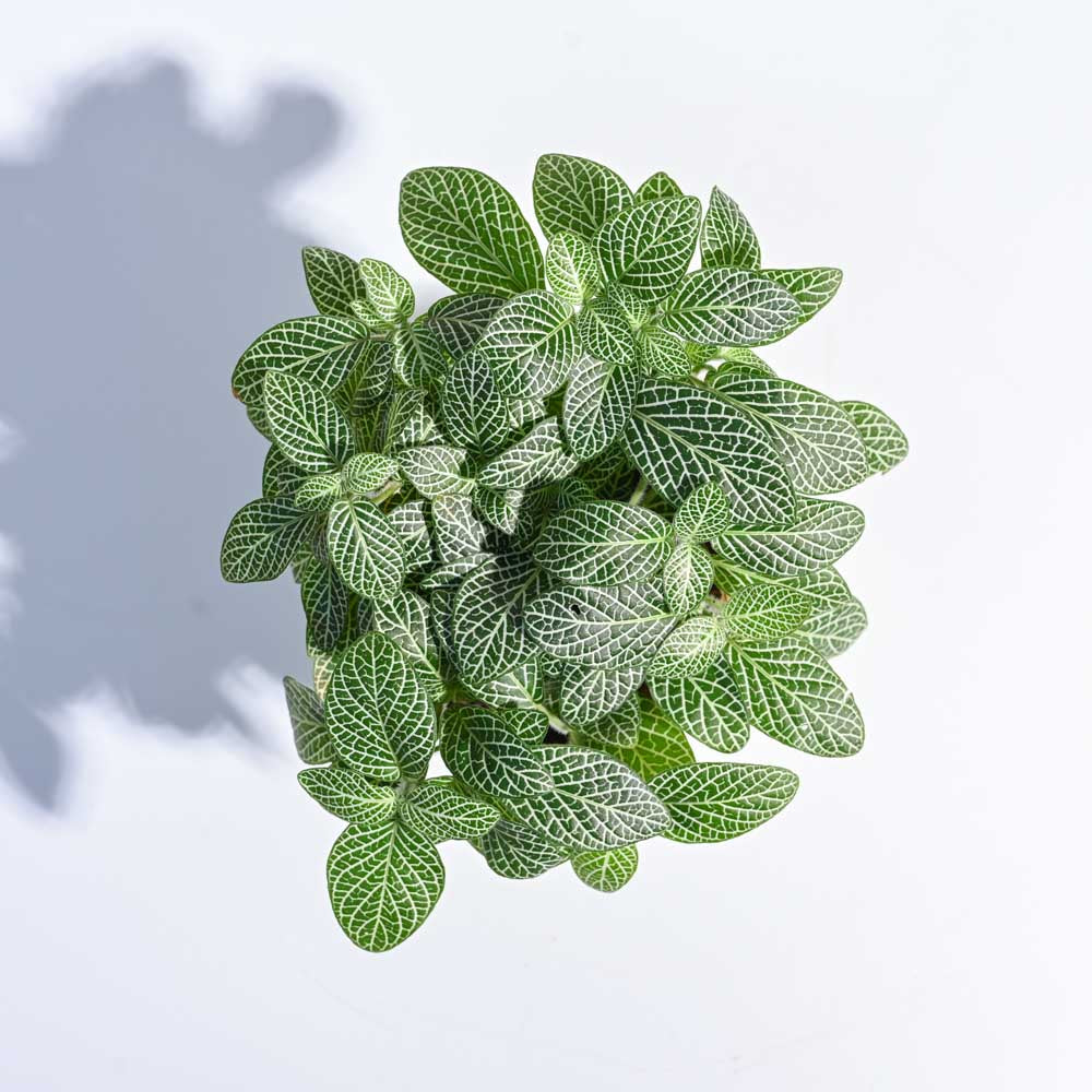 Big Leaf Fittonia Plant