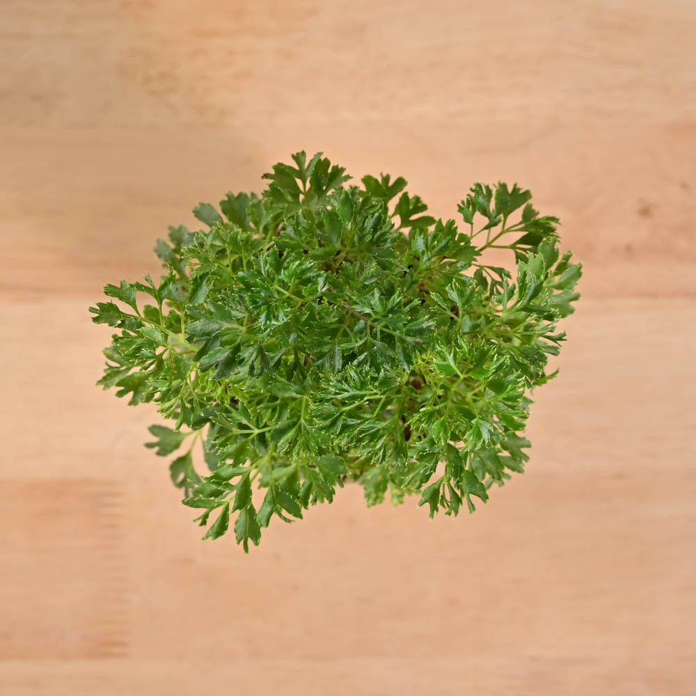 aralia indoor plant benefits Discover and Buy Aralia Golden Plant : Benefits, Care, & More – Ugaoo