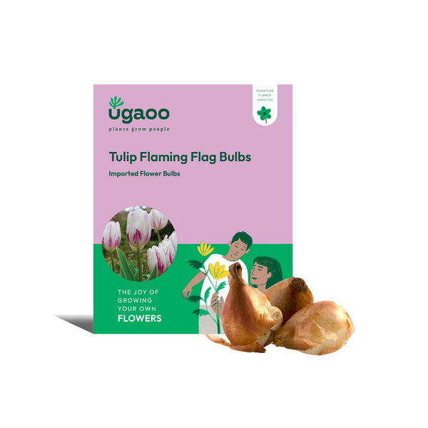 Tulip Flaming Flag Bulbs