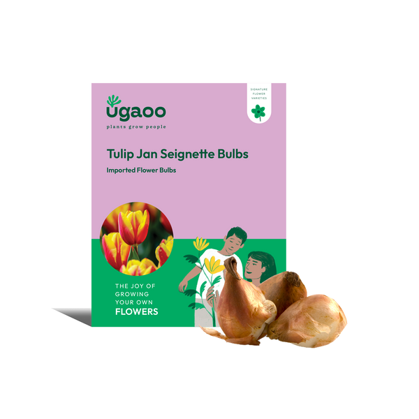 Tulip Jan Seignette Bulbs