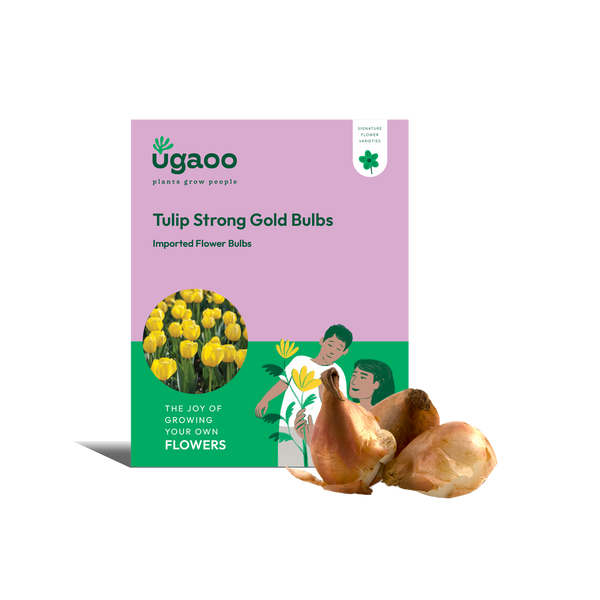 Tulip Strong Gold Bulbs