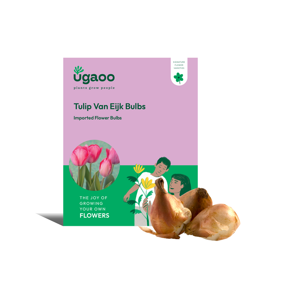 Tulip Van Eijk Bulbs