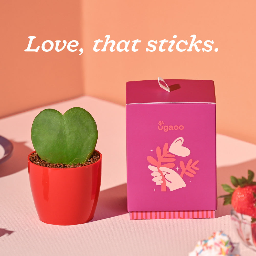 Heart Hoya Plant - Valentine Special