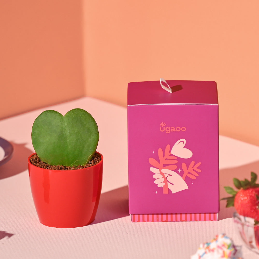 Heart Hoya Plant - Valentine Special