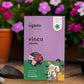 Vinca Seeds