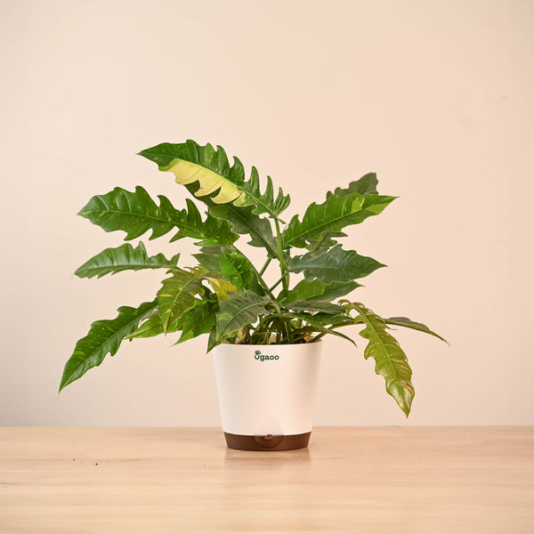 NUPL1243KWT