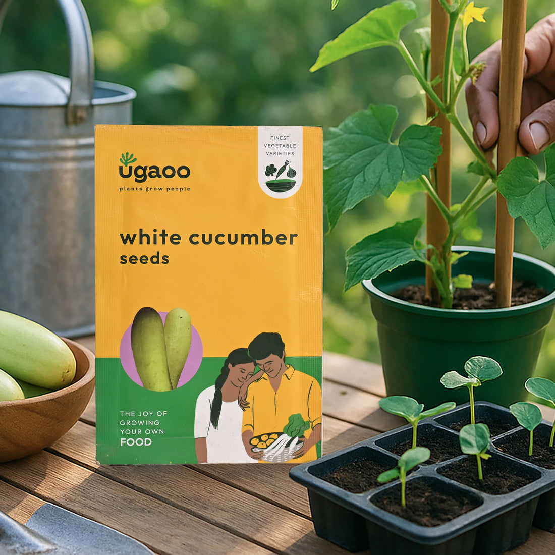 White Cucumber Seeds (Khira)