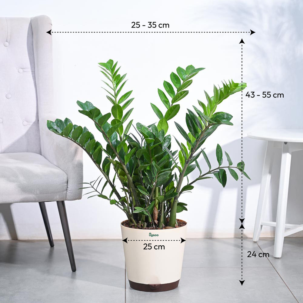 zz plant is lucky plant Buy Large ZZ Plant | Low Maintenance & Perfect for Beginners