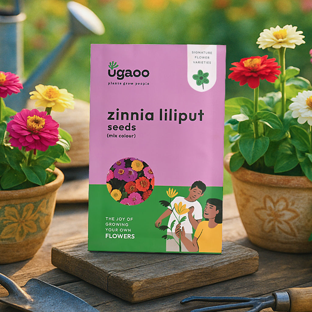 Zinnia Lilliput Mix Seeds