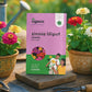 Zinnia Lilliput Mix Seeds